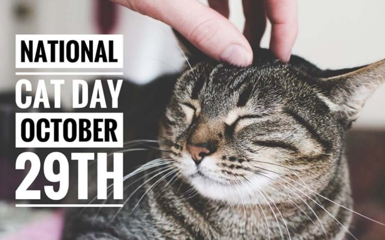 national cat day usa