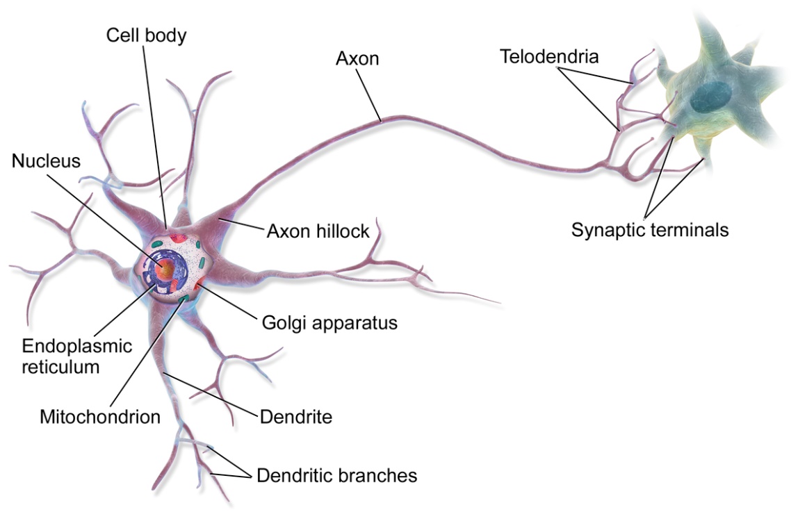 How Many Neurons are in the Brain