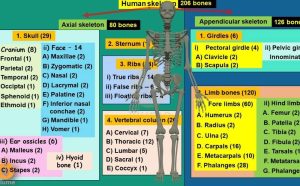 206 Bones Name List