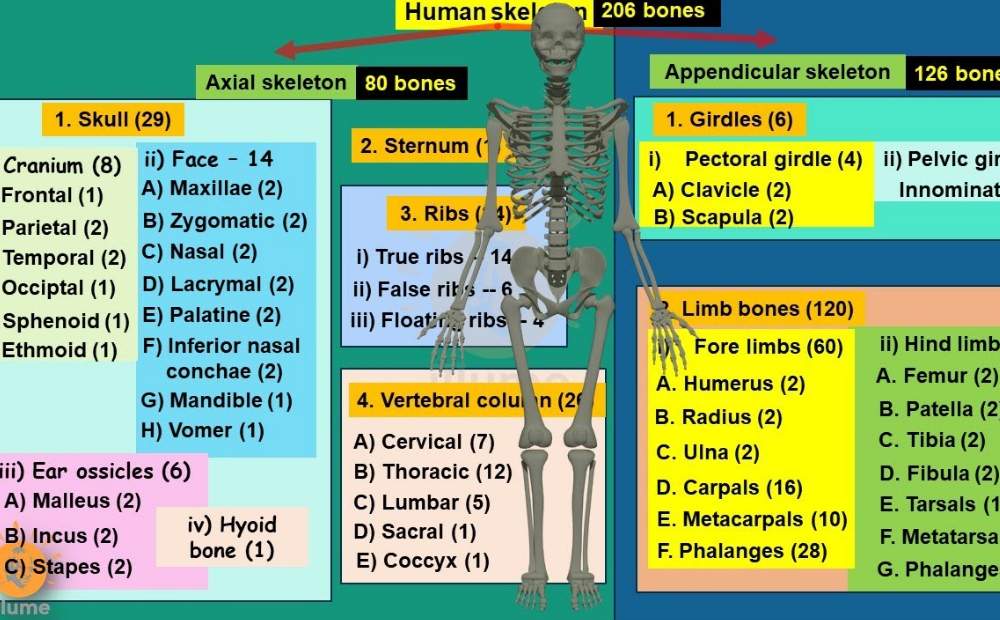 Complete List Of 206 Bones In The Human Body PDF 2024